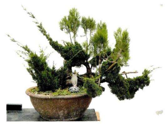 图解 松柏盆景怎么的创作图例