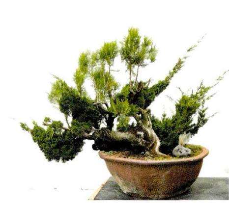 图解 松柏盆景怎么的创作图例