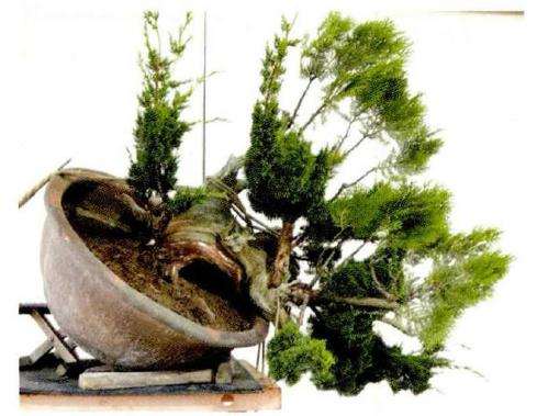 图解 松柏盆景怎么的创作图例