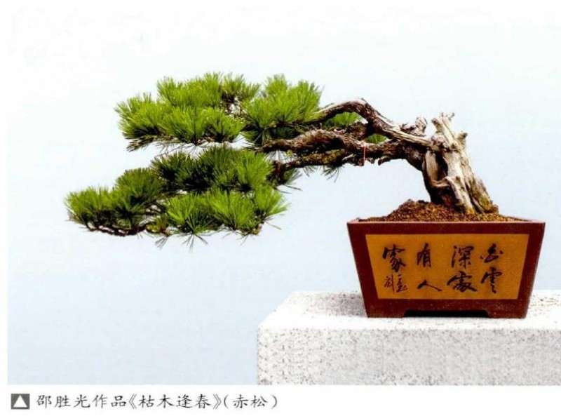 胡乐国盆景创作文化漫谈