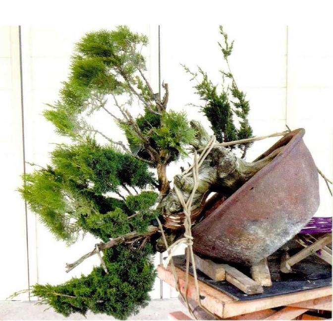 胡乐国盆景创作文化漫谈