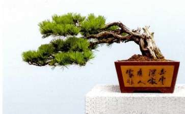 胡乐国盆景创作文化漫谈