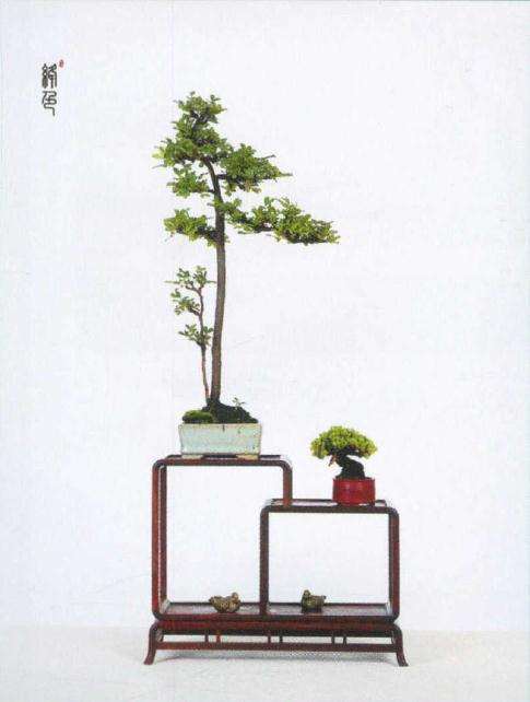 吴鸣的微型盆景园 就位于浙江桐乡乌镇