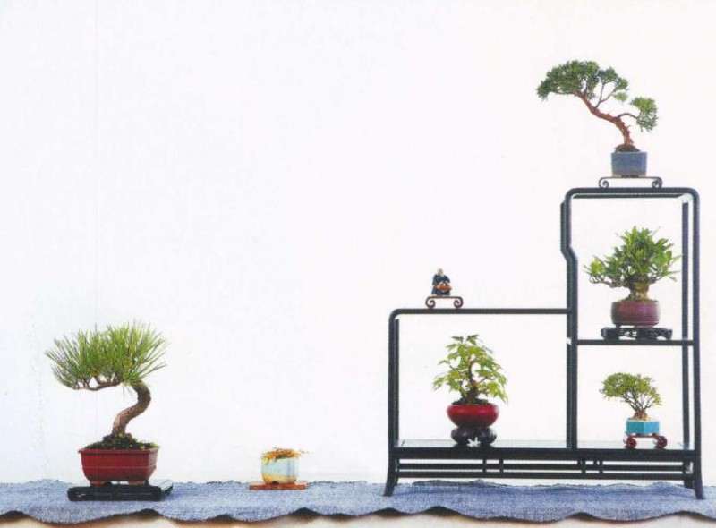 吴鸣的微型盆景园 就位于浙江桐乡乌镇