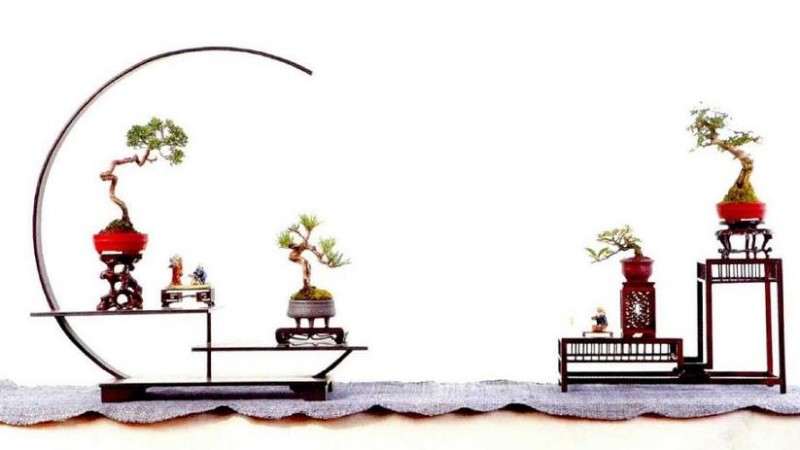 吴鸣的微型盆景园 就位于浙江桐乡乌镇