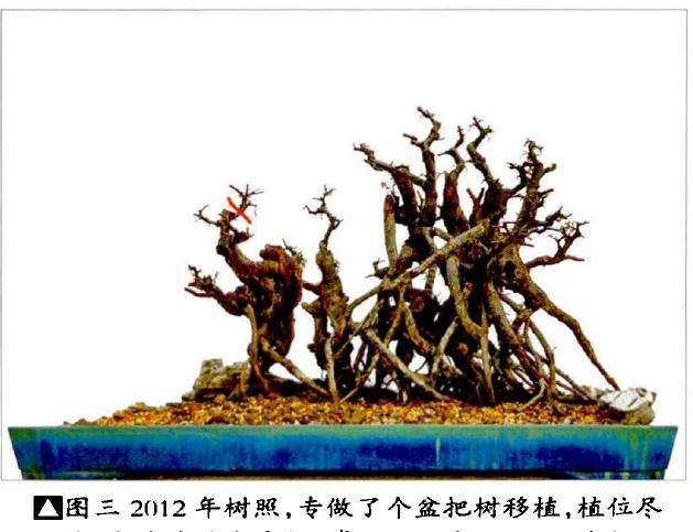 小石积丛林盆景怎么改育的方法