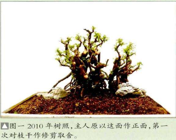 小石积丛林盆景怎么改育的方法