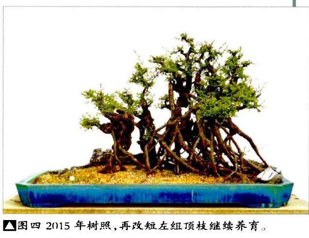 小石积丛林盆景怎么改育的方法