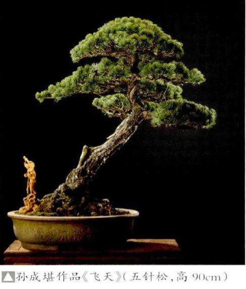 2019年温州浙风瓯韵盆景展