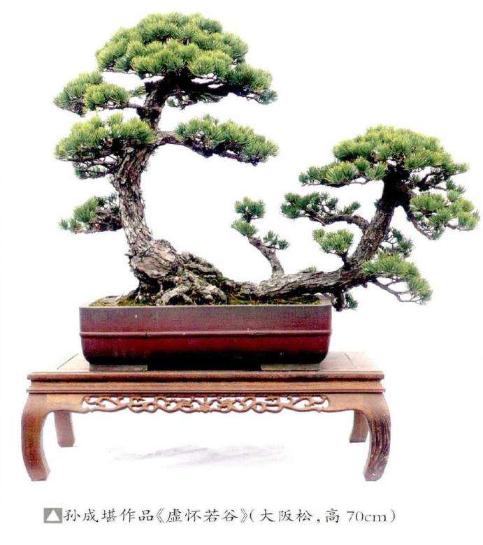 2019年温州浙风瓯韵盆景展