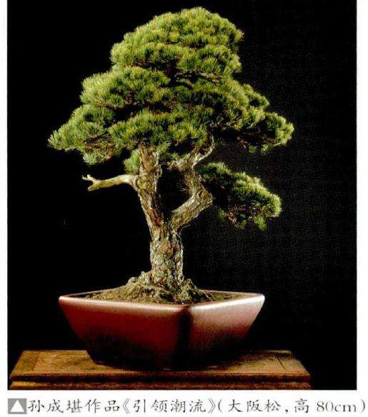 2019年温州浙风瓯韵盆景展