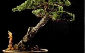 2019年温州浙风瓯韵盆景展