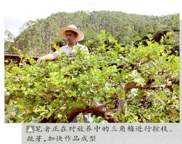 紫花三角梅盆景有哪3个优点