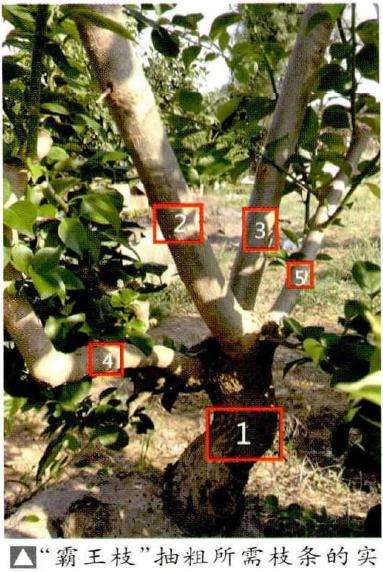 三角梅盆景怎么设计造型的方法 图片