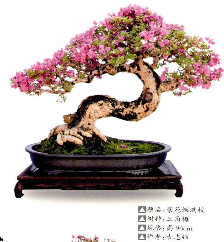 三角梅盆景怎么养护的3个注意事项