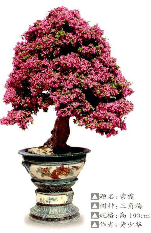 三角梅盆景怎么促花的3个方法