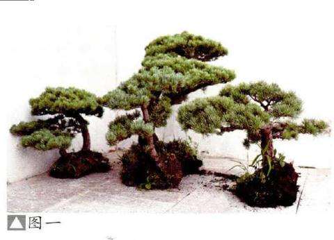 水旱盆景怎么.选材的方法