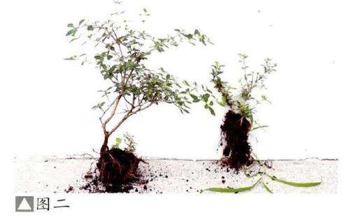 水旱盆景怎么.选材的方法