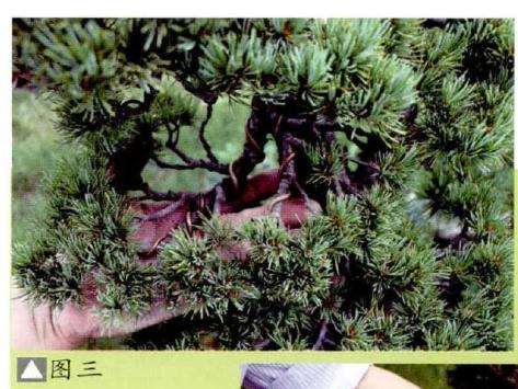 水旱盆景怎么加工的方法