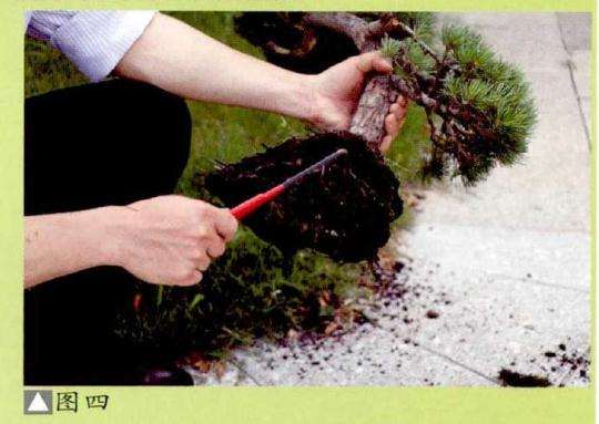 水旱盆景怎么加工的方法