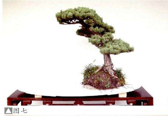 水旱盆景怎么布局的2个方法