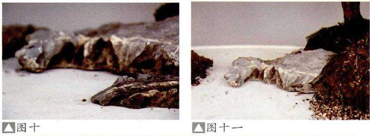 水旱盆景怎么布局的2个方法