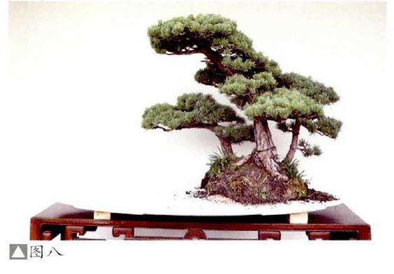 水旱盆景怎么布局的2个方法