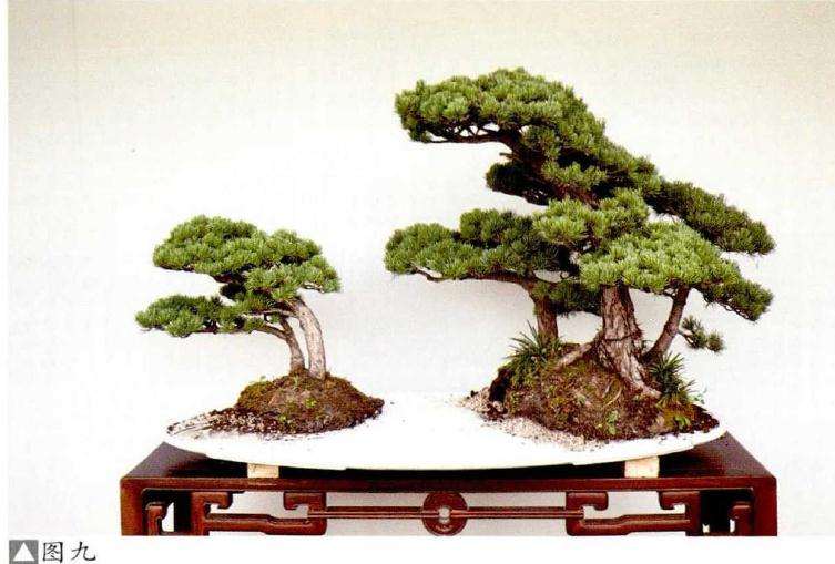 水旱盆景怎么布局的2个方法