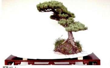 水旱盆景怎么布局的2个方法 图片