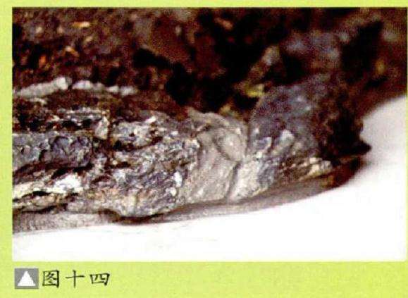 水旱盆景怎么.胶合的3个方法