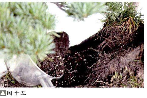 水旱盆景怎么.制作的6个步骤