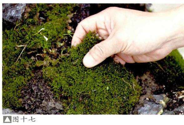 水旱盆景怎么.制作的6个步骤