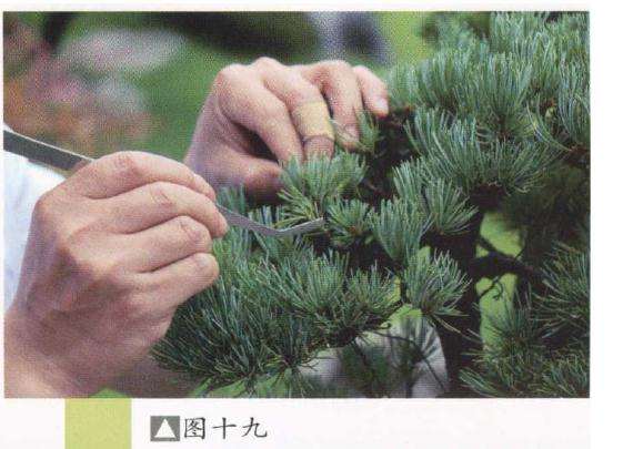 水旱盆景怎么.制作的6个步骤