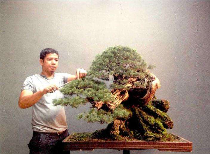 世界盆栽艺术家社团名家作品赏