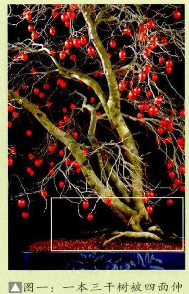 老鸦柿盆景怎么创作的方法