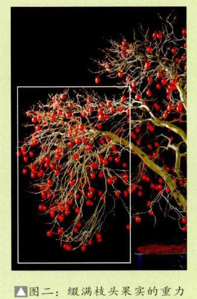 老鸦柿盆景怎么创作的方法