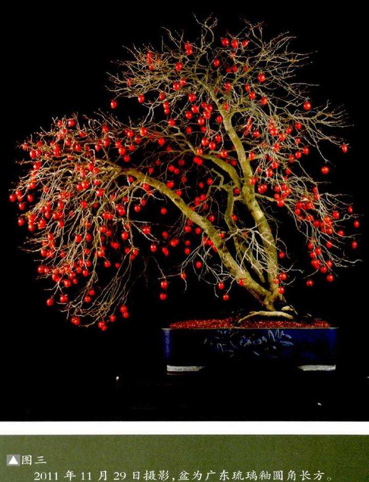 老鸦柿盆景怎么创作的方法