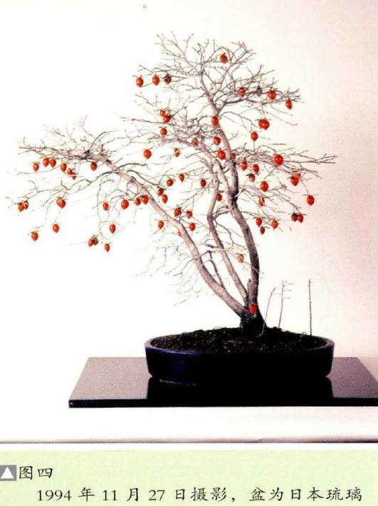图解 老鸦柿盆景怎么创作的方法