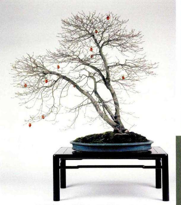 图解 老鸦柿盆景怎么创作的方法