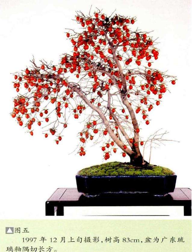 图解 老鸦柿盆景怎么创作的方法