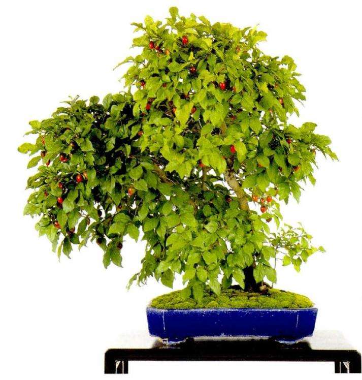 图解 老鸦柿盆景怎么创作的方法