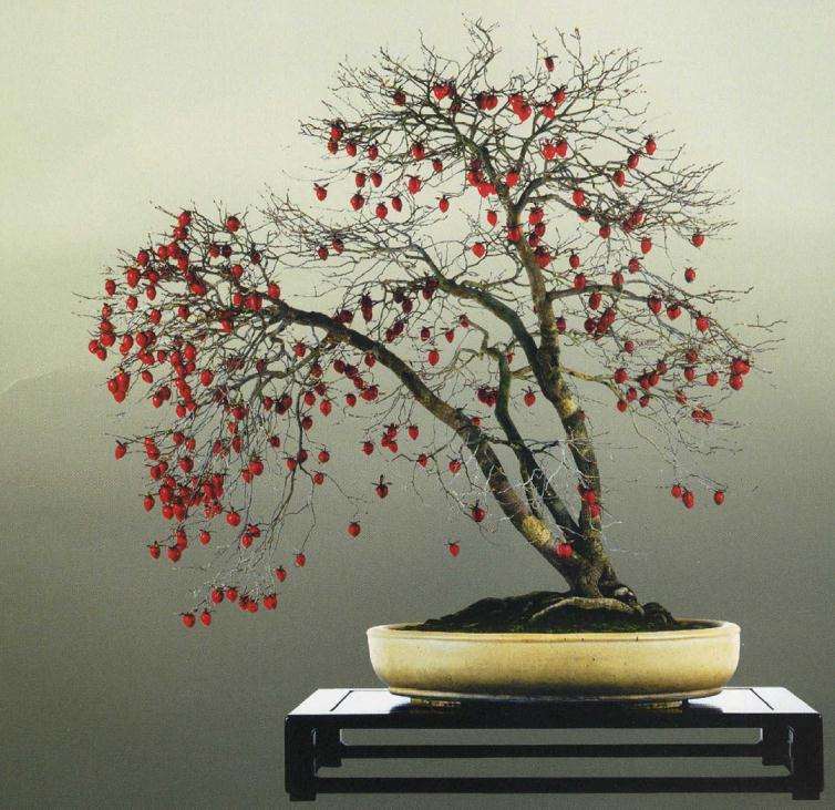 图解 老鸦柿盆景怎么创作的方法