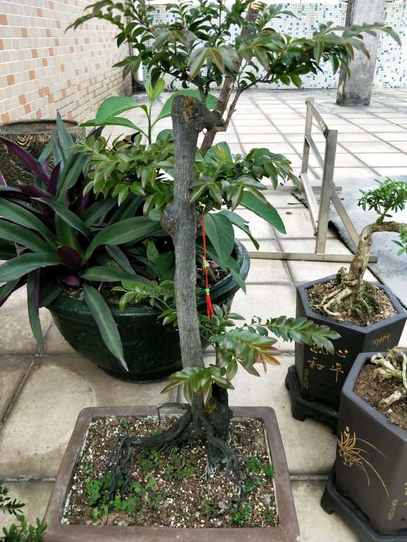 为什么黑骨茶下山桩的树干有些很黑