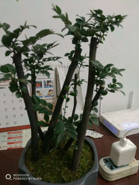 黑骨茶下山桩 平时该注意什么 图片