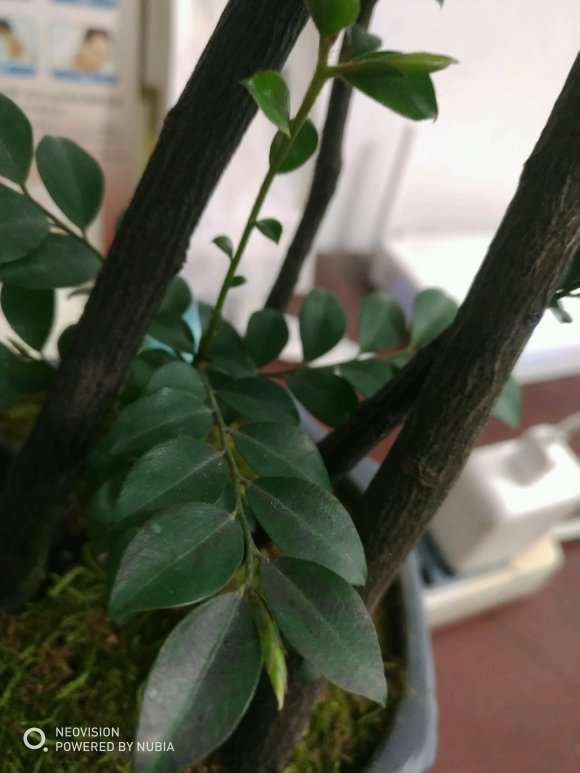 黑骨茶下山桩 平时该注意什么 图片