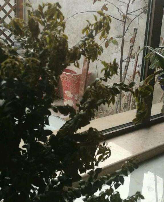 黑骨茶下山桩叶子全蔫了