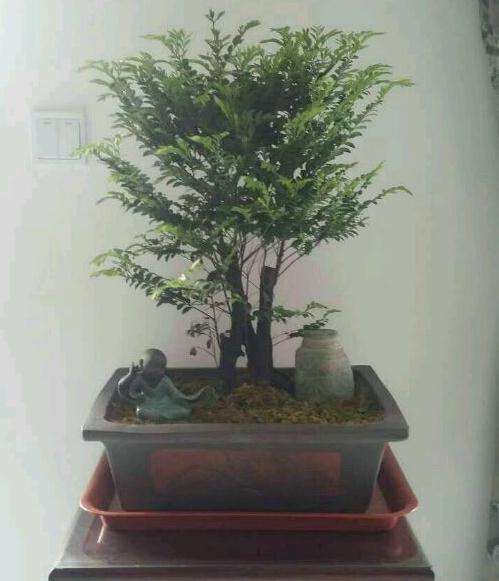 黑骨茶下山桩叶子全蔫了