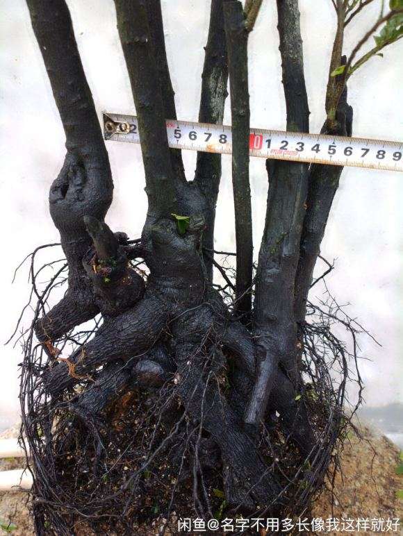 用什么泥土种黑骨茶下山桩比较好