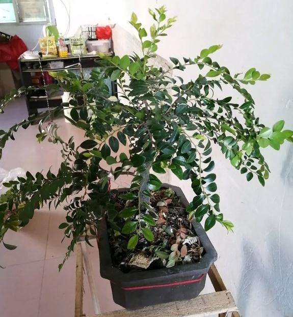 为什么黑骨茶下山桩通风控制浇水