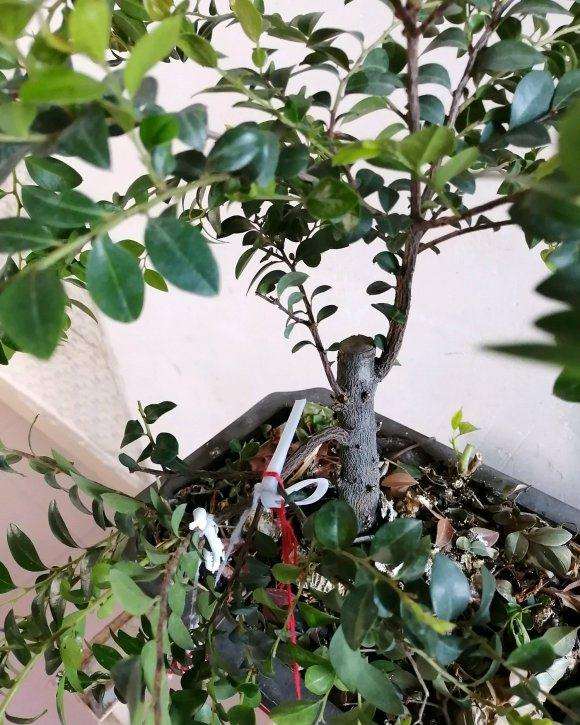 为什么黑骨茶下山桩通风控制浇水